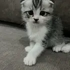 سكوتس للبيع