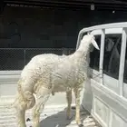 طلي كفو عمره 4 شهور طرفه كفو للبيع