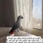 كاسكو مفقود