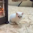 قط للبيع النوع هجين قزم