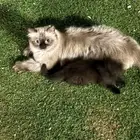 قطه تبني