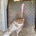 ديك رومي