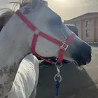 حصان شعبي