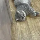 قطوه للتبني