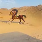 مهر شعبي للبيع