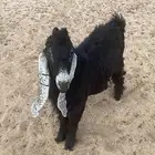 تيس فحل عارضي