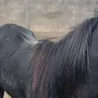 خيل
