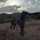 حصان فاخر   المقاطع تواصل واتس آب