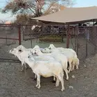 10 من الضان كفو