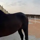 حصان شعبي