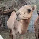 تهامة الباحه