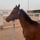 حصان للبيع