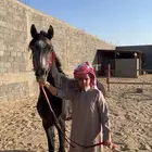 مهر شعبي سبوق سبوق