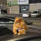للبيع