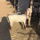 جمده