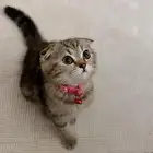 قطه سكوتش العمر 3 شهور للبيع نضيفه جدا  ومطعمه