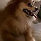 إعلان تلقيح كلب بوميرنيان