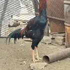 ديك شامو ياباني