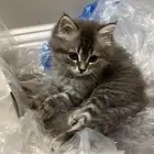 قطوه