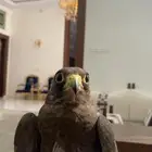 صقر بكه