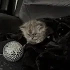 قطه للبيع الموقع الخفجي