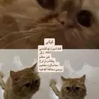 قطط