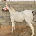 فرس شعبيه ومهرتها بالدوادمي