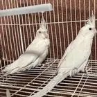 جوز كروان البينو عيون حمر