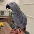 كاسكو اليف هدد متكلم