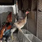 دجاج باكستاني فاخر ( تم البيع بارك الله للمشتري)