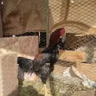 ديك باكستاني