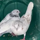 حمام للبدل او للبيع باكستاني اقبل البدل بحمام فقط