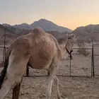 قعود السن لقي طابع اشداد شرط الاب خطير بن قويني الام مهجنه