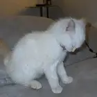 قط للتبني عاجل.