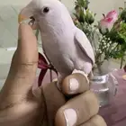 طير روز اليف