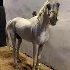 سلام عليكم ورحمة الله وبركاته