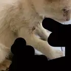 قطه للتبني ( عاجل   )