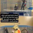 الزلفي والرياض