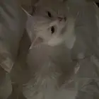 تبني قطه شيرازيه العمر سنه ونص