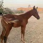 خيل عربيه اصيله ومهر