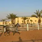 حصان واهو بطل