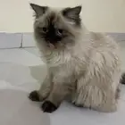 قطوتين هملايا تبني