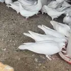 حمام فرنسي سوبر جانبو أزواج منتجه