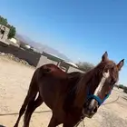 خيل