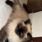 قطه تبني معقم مع اكلها واغراضها
