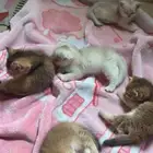 سكوتش تربل فولد