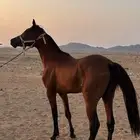 مهر واهو ابن العديد وحفيد ابطال