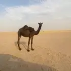 بكره حقه سليمه العذاريب الموقع الدبدبه