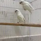 جوز روز البينو معه بيض