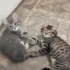 قطط لتبني